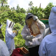 Honey Harvesting in Project site